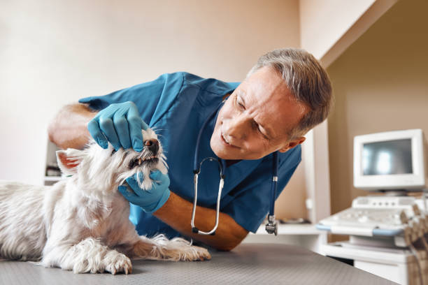 Best Emergency Tooth Extraction in Rancho San Diego, CA